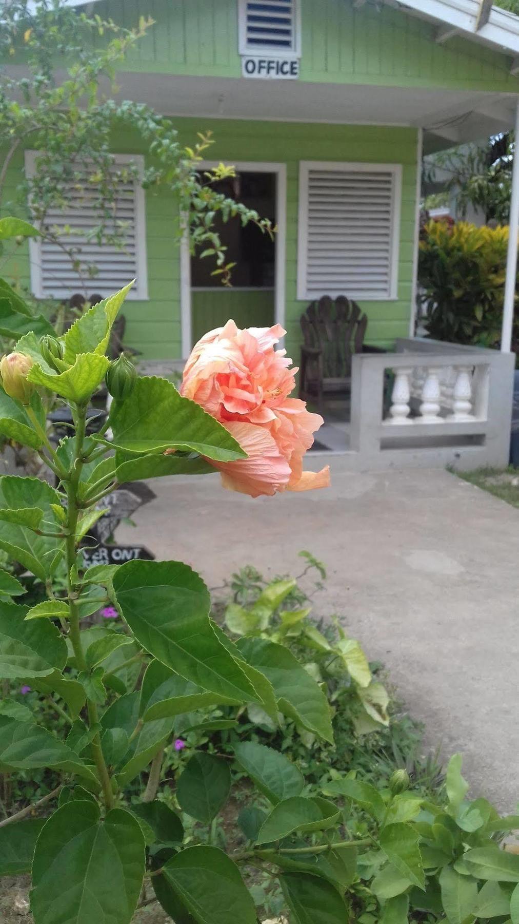 Roots Bamboo Beach Resort เนกริล ภายนอก รูปภาพ